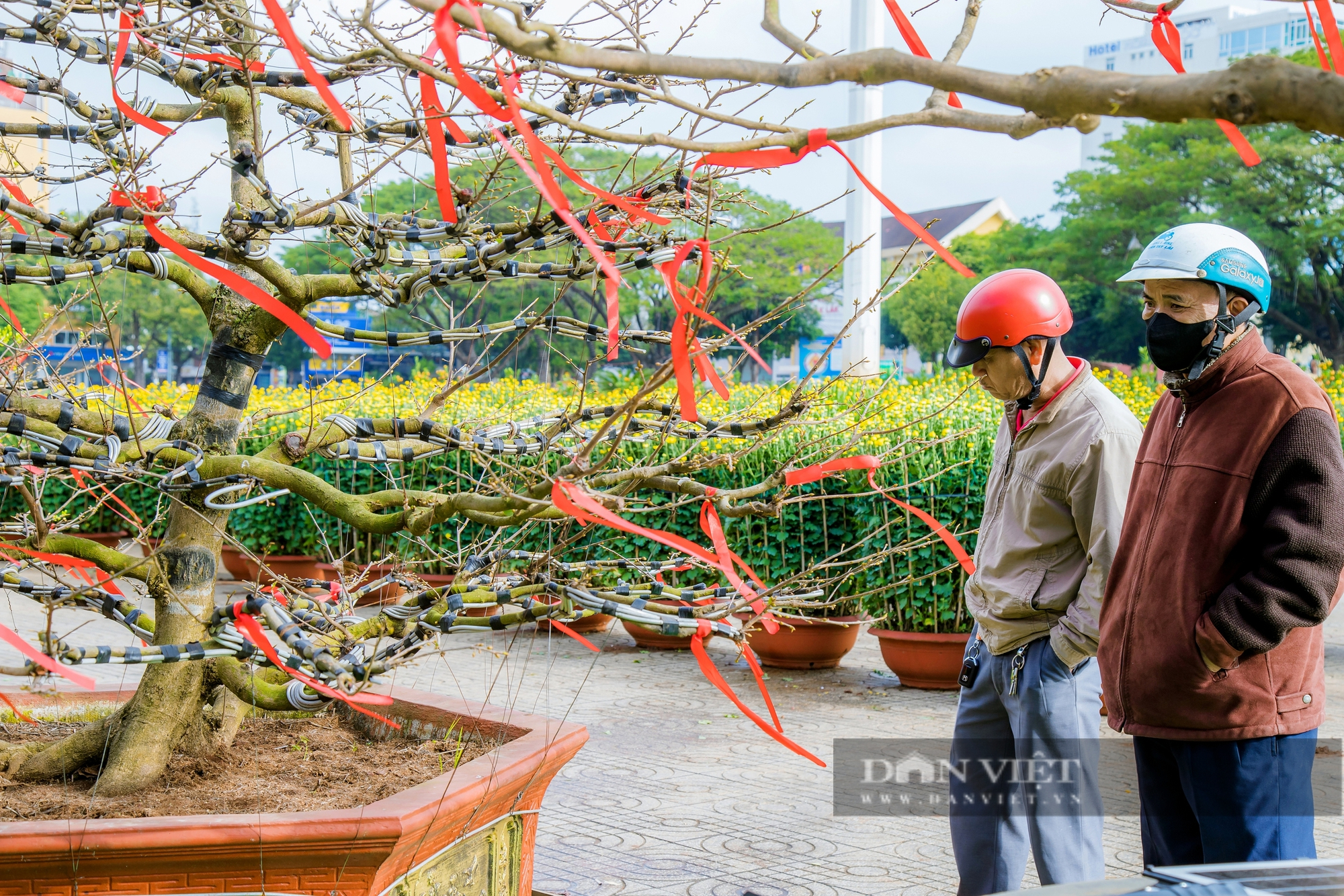 Đắk Lắk: Mai vàng “đỏng đảnh” trước cái lạnh, người trồng lao đao, thị trường chao đảo- Ảnh 2.